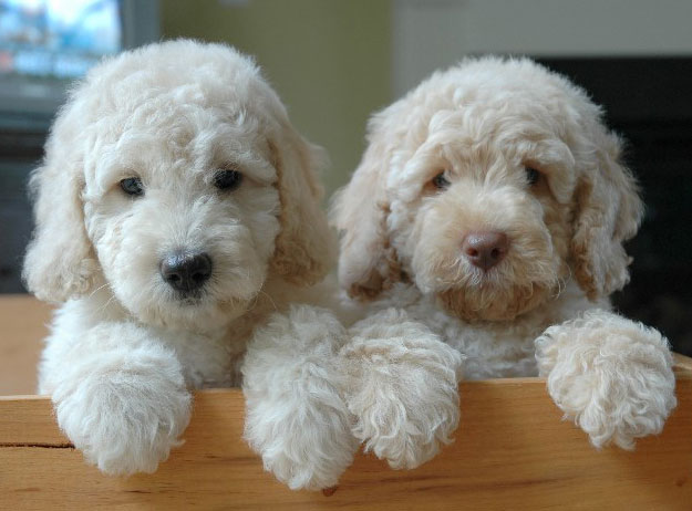 goldendoodles photo